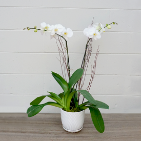 Double Stem Orchid