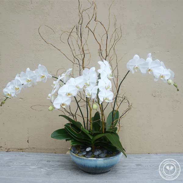 Premium Orchid :: Carrollwood Florist