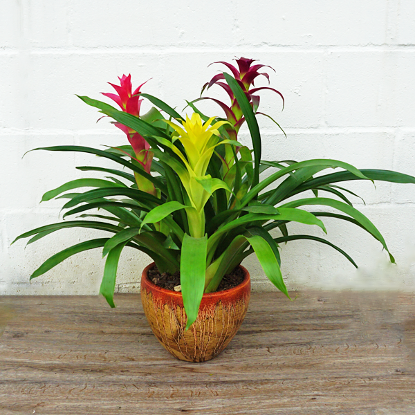 Medium Bromeliad Garden :: Carrollwood Florist