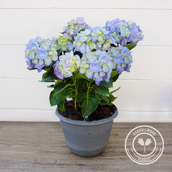 Blue Hydrangea Plant :: Carrollwood Florist