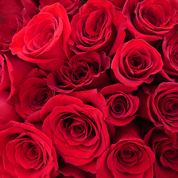 Deluxe Multiple Dozen Roses :: Carrollwood Florist