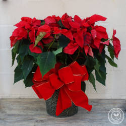 10'' Poinsettia